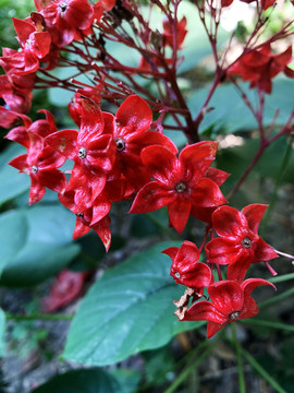 狀元紅網(wǎng)，揭秘4987精準資料的秘密，狀元紅網(wǎng)揭秘，精準資料4987背后的秘密