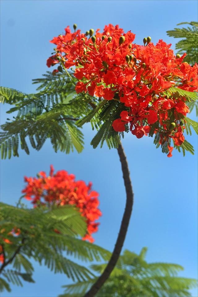 狀元紅，揭秘4987最準(zhǔn)最快的秘密武器，狀元紅，揭秘最準(zhǔn)最快的秘密武器 4987
