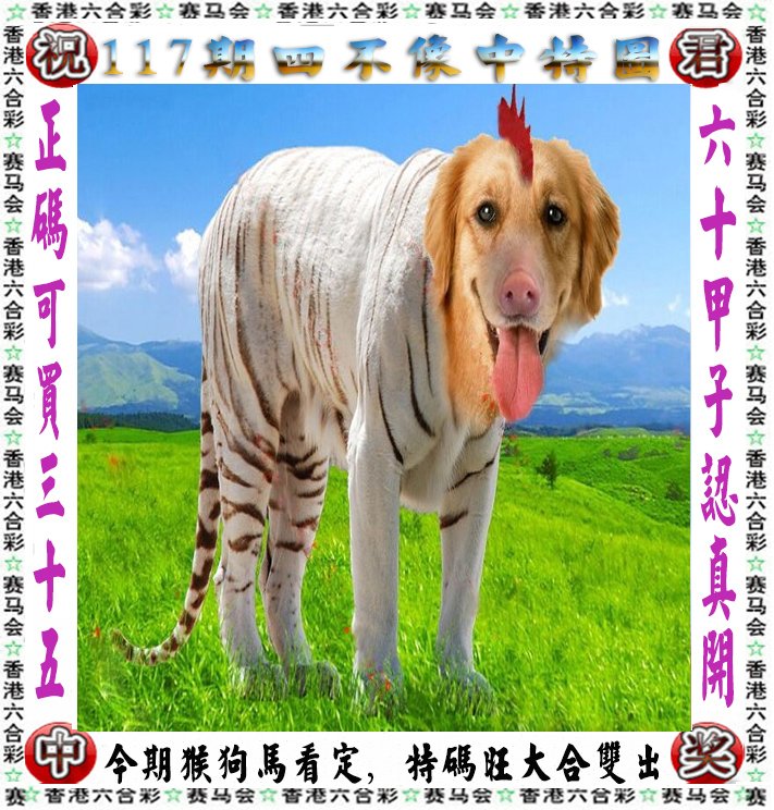 王中王四不像一肖論壇，探索神秘論壇的世界，王中王四不像一肖論壇，神秘論壇世界的探索之旅