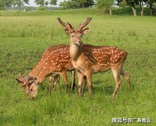 最新版本的6566cc澳彩資料大全介紹與特色功能解析，最新6566cc澳彩資料大全介紹與特色功能深度解析