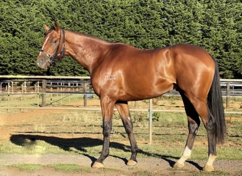 今晚澳門特馬開什么？今晚四不像的探討，今晚澳門特馬開彩結(jié)果及四不像探討