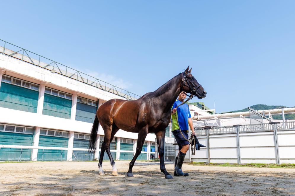香港賽馬，77777與88888的激情碰撞，香港賽馬盛宴，激情碰撞的77777與88888對決