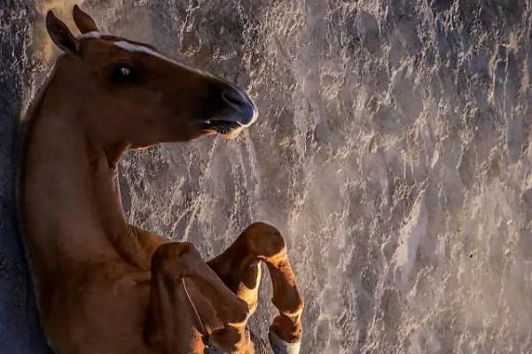 揭秘彩票背后的秘密，揭秘王中王四不像出一肖背后的奧秘，揭秘彩票王中王四不像出一肖背后的神秘秘密