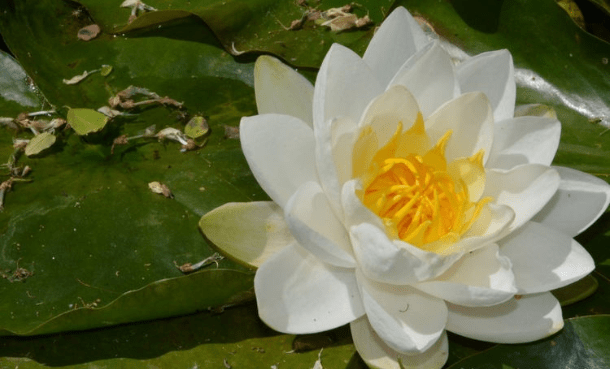 王中王493333www中特馬今晚開獎(jiǎng)——探索彩票背后的秘密與策略，彩票背后的秘密與策略探索，王中王493333中特馬今晚開獎(jiǎng)揭秘