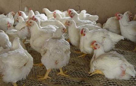 關(guān)于股票代碼002299的深入解析與前景展望，股票代碼002299深度解析與未來前景展望